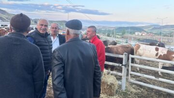 İskilip’te Hayvan Pazarı, Yoğun İlgi Görüyor