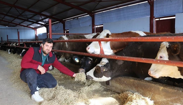 Genç Veteriner, Kendi “Besi Çiftliği”ni Kurdu