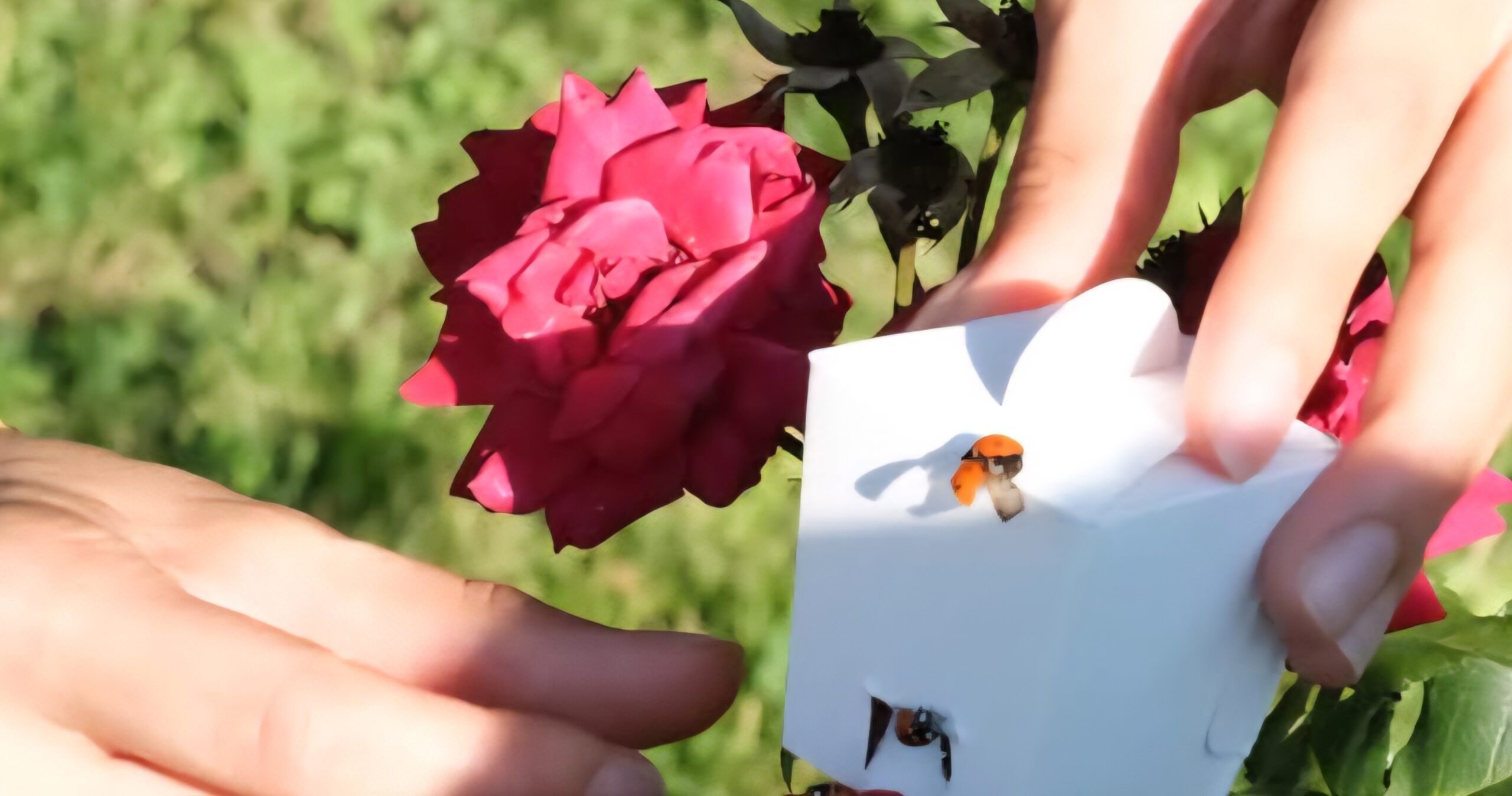 Yaprak Bitine Karşı Uğur Böcekli Mücadele
