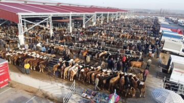 Çorum’da Şap Kısıtlamaları Kaldırıldı