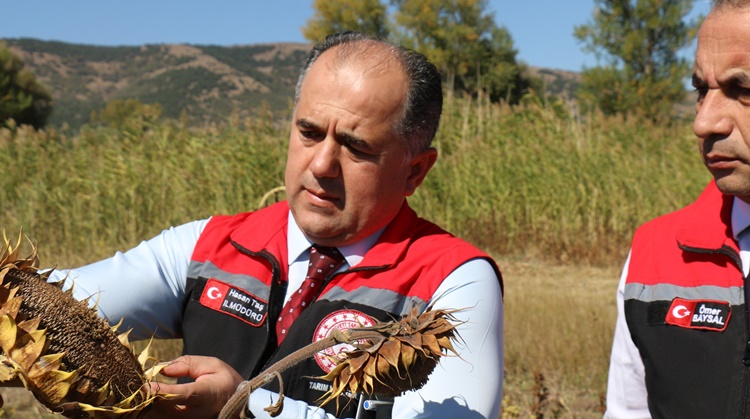 ayçiçek hasadı
