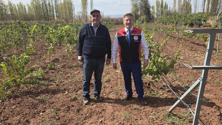 Sungurlu’da Bağ ve Ceviz Bahçelerinde İnceleme