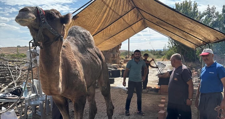 Çorum’da Bir Baba, Oğlu İçin Deve Kesti