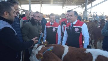 Çorum Hayvan Pazarı Yeniden Açıldı