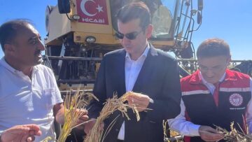 Sungurlu’da Çeltik Hasadı Gerçekleşti