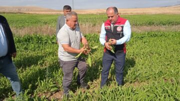 Bayat İlçesi’nde Fide Parselleri İncelendi