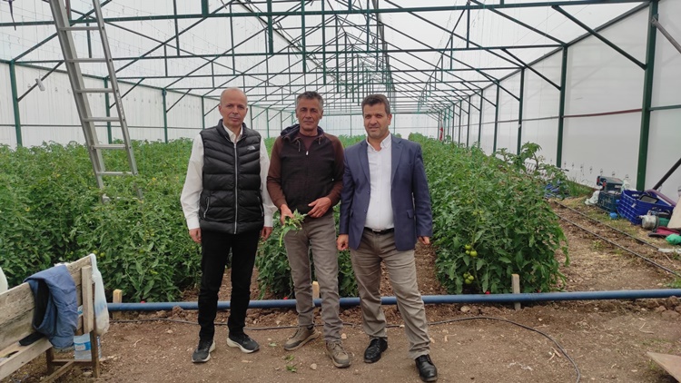 Alaca’da Domates Seraları İncelendi