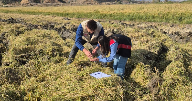 Laçin’de Çeltik Hasadı Başladı