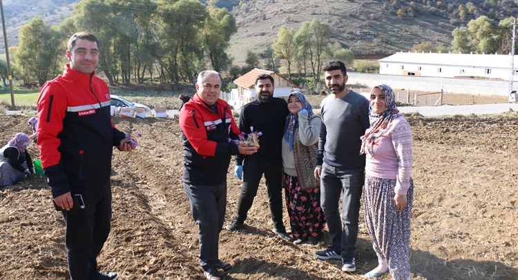Safran Dikimi Yerinde İncelendi
