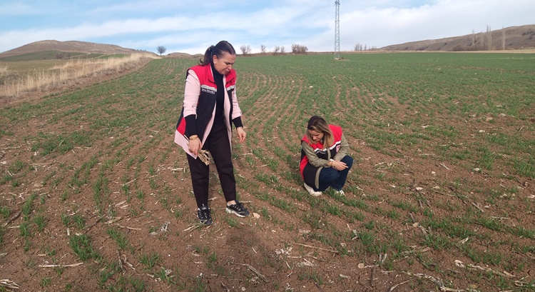 Hububat Ekiliş Alanlarında Fenolojik Gözlemler Yapıldı