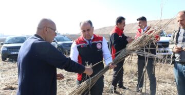 Çorum’da Hint Keneviri Hasadı Başladı