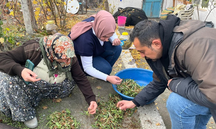 Kargı’da Salep Üretimi Yaygınlaşıyor