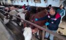 Şap ve Brusella Aşı Uygulamaları Titizlikle Sürdürülüyor