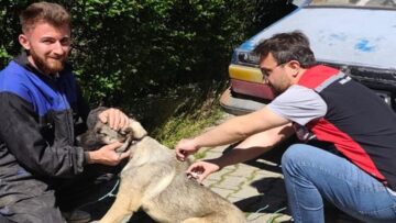 Bayat’ta Kedi ve Köpeklere Kimlik Verildi