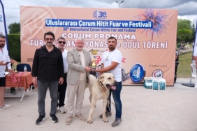 ÇORUM'DA TÜRK ÇOBAN KÖPEKLERİ GÖRÜCÜYE ÇIKTI (7)