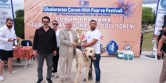 Türk Çoban Köpekleri Görücüye Çıktı