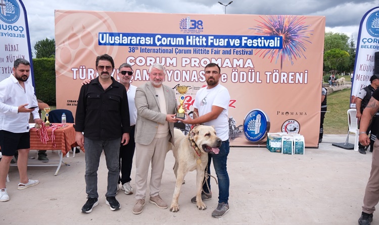 ÇORUM'DA TÜRK ÇOBAN KÖPEKLERİ GÖRÜCÜYE ÇIKTI (7)