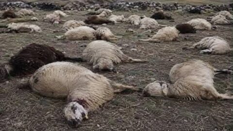 Çorum’daki Yangında 100 Koyun Telef Oldu